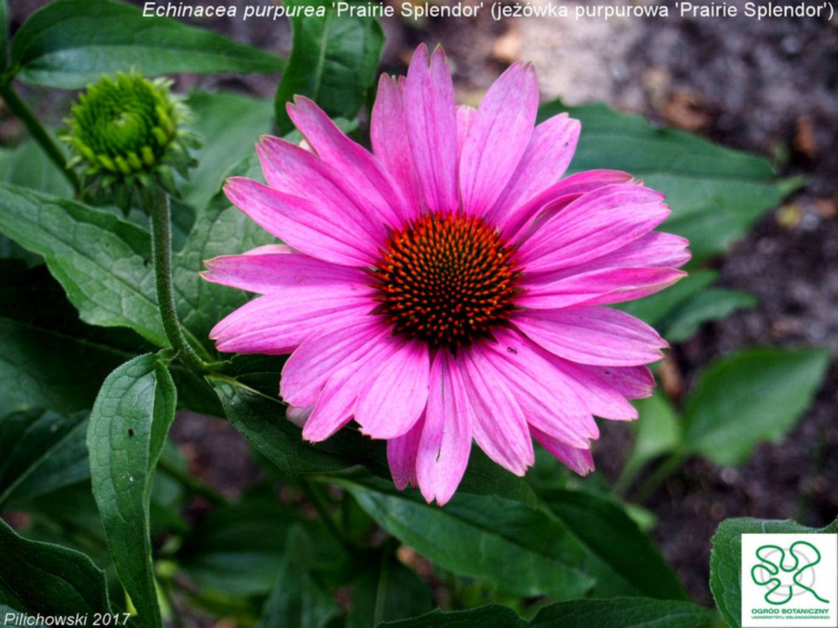 Echinacea.jpg