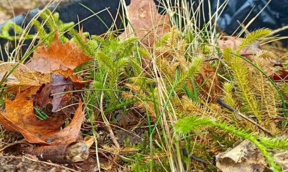 Widłak goździsty w Ogrodzie Botanicznym UZ